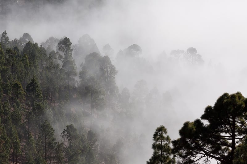 Mystery Forest
